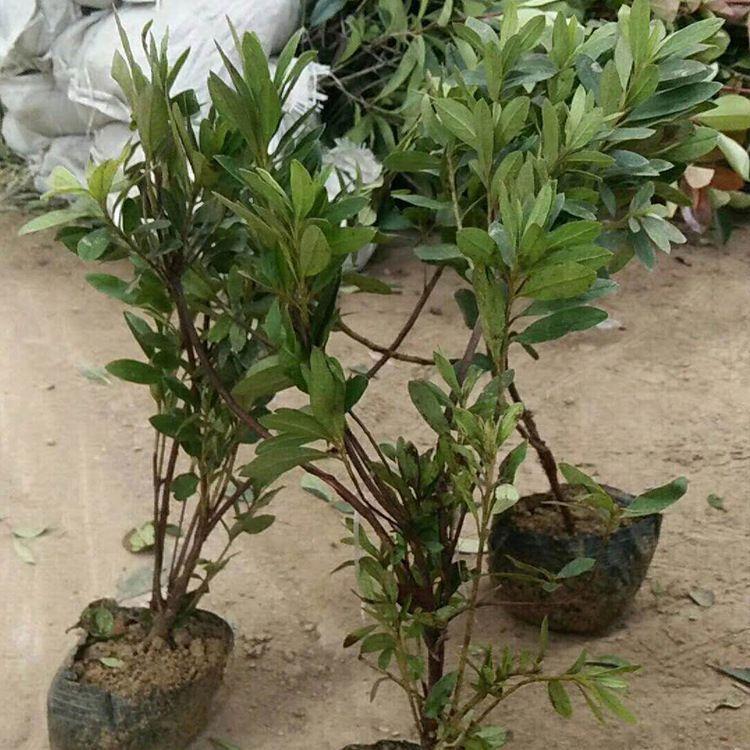 毛娟培育 毛娟价格