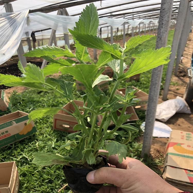马鞭草 优质马鞭草价格潍坊 青州市晶伟园林绿化