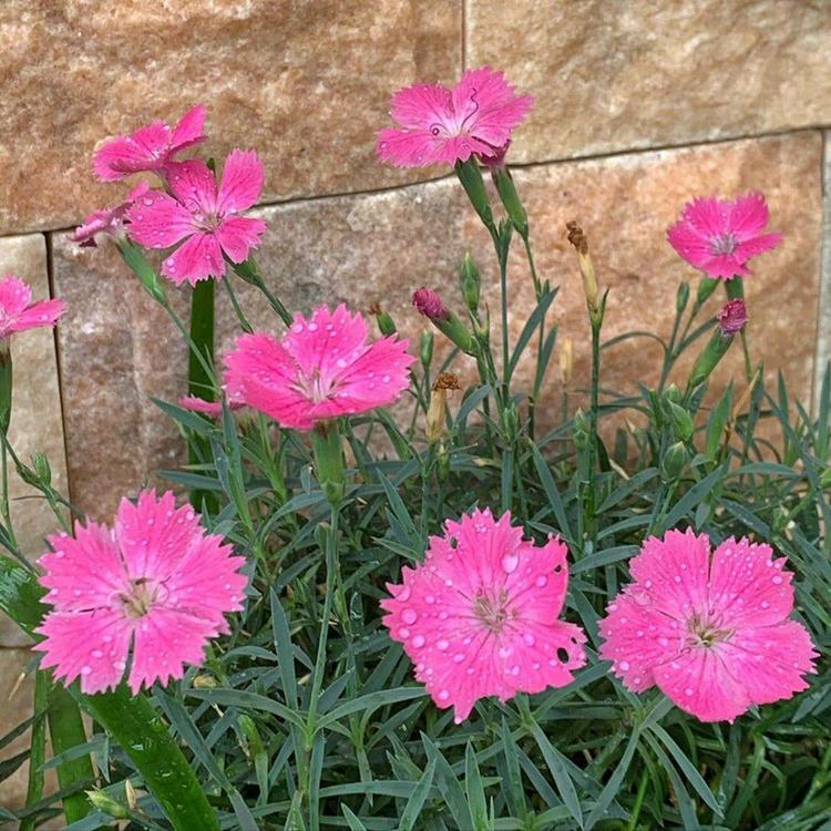 牵牛花花坛美化  牵牛花小苗  牵牛花价格