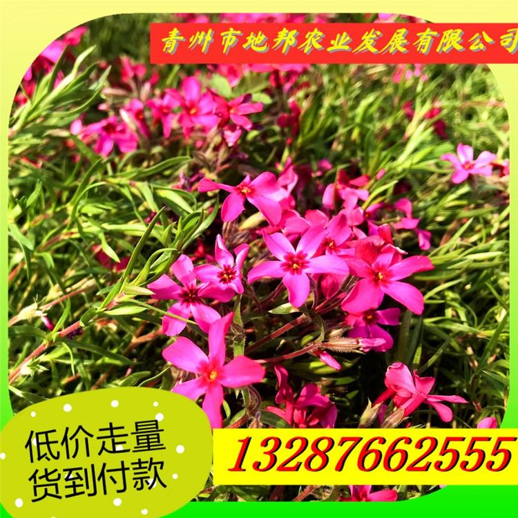 福禄考花海 青州福禄考批发价格 量大优惠福禄考花海