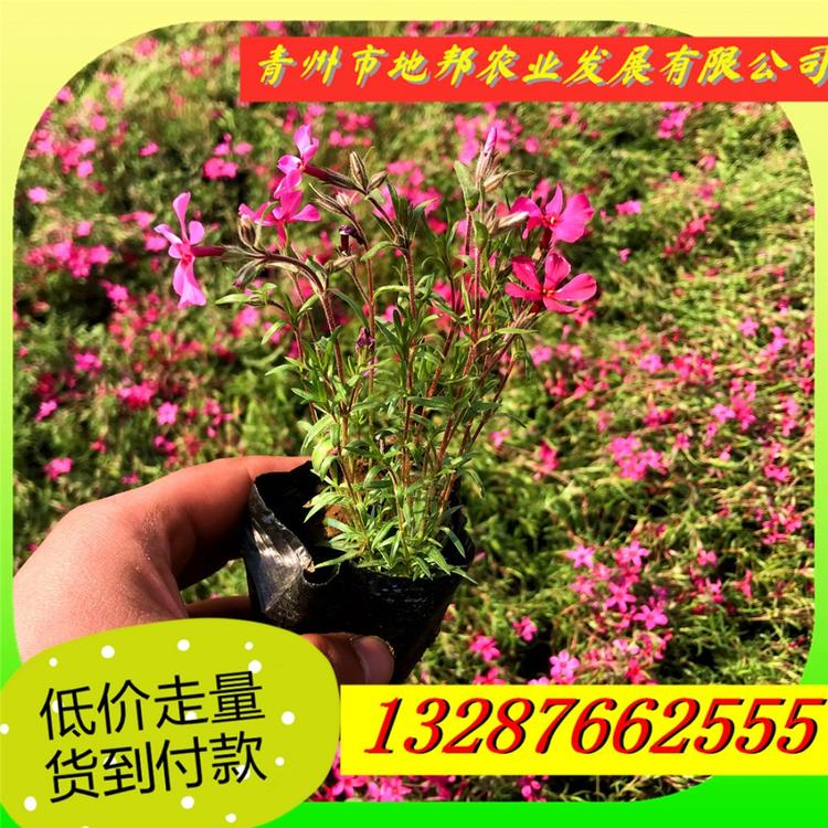 供应丛生福禄考 丛生福禄考现货批发 质量保障