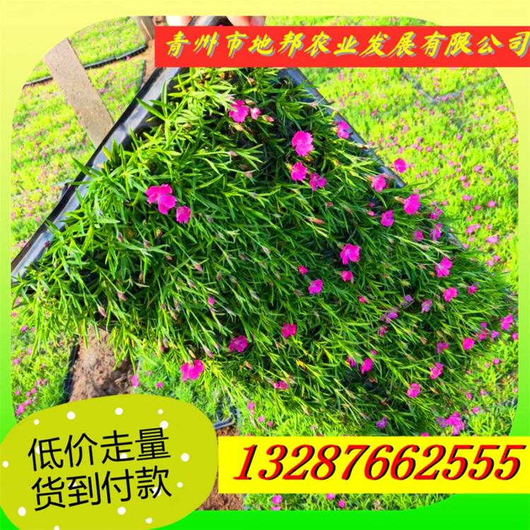 青州市 欧石竹基地 欧石竹价格 开花草坪