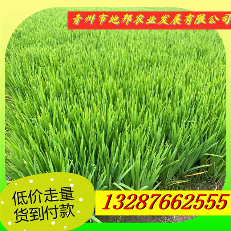 水生鸢尾 黄花鸢尾 好上加好 地邦等你