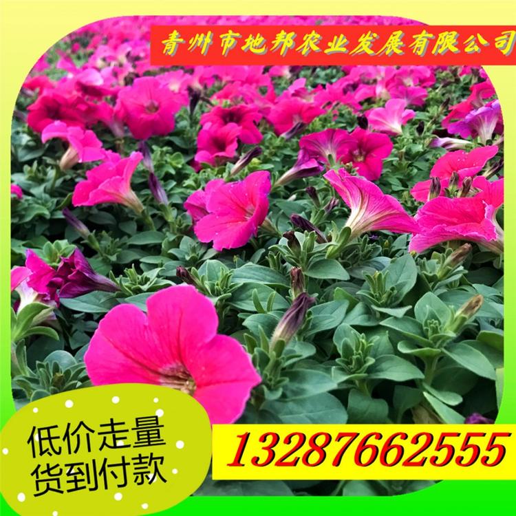 牵牛花花坛美化 牵牛花小苗多色 牵牛花价格