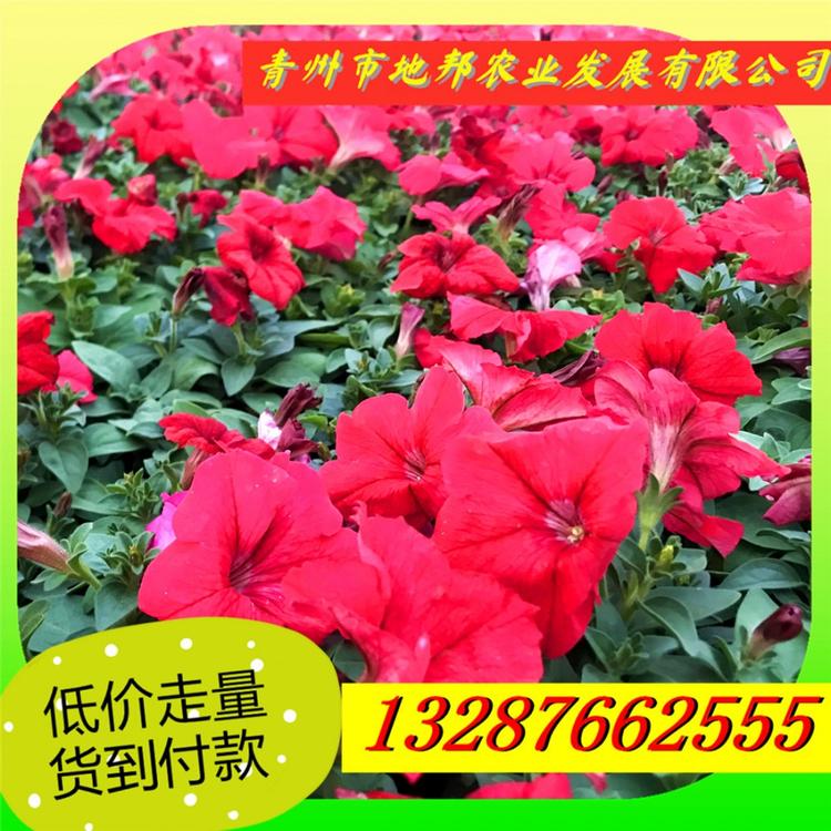 快来买吧  矮牵牛供应商  牵牛花出售