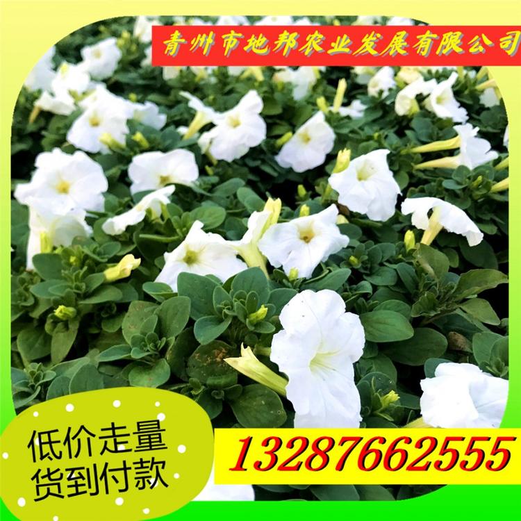 品种全  选地邦  矮牵牛出售 牵牛花报价