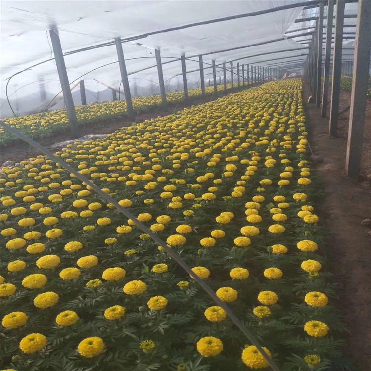 乐山万寿菊成活率高 万寿菊带土盆栽花远观赏花