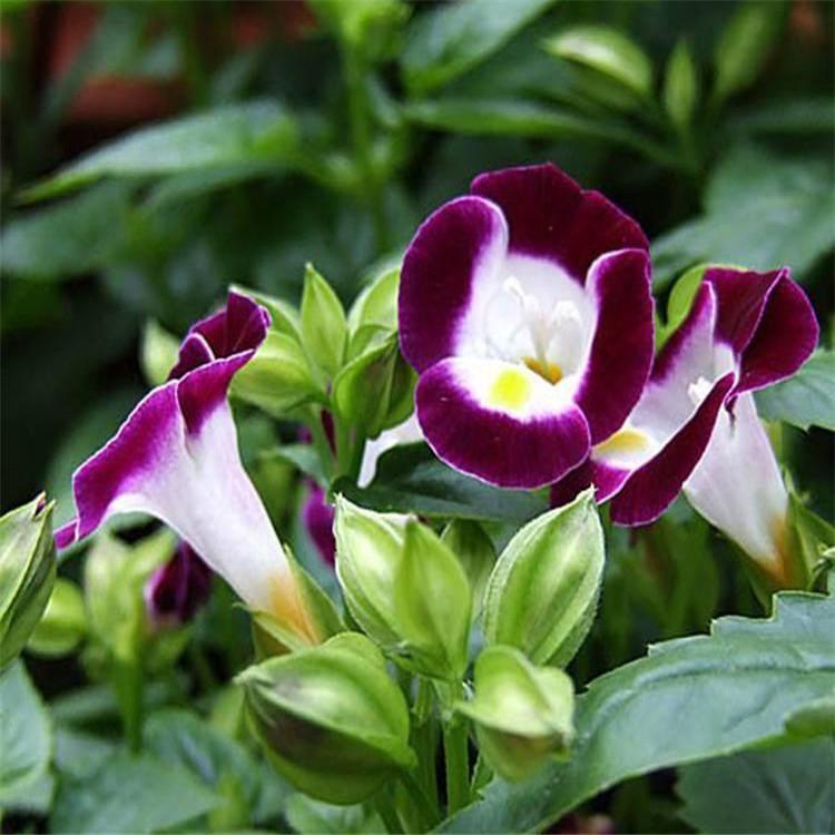 夏堇草花批发品种齐全 夏堇价格实惠欢迎咨询