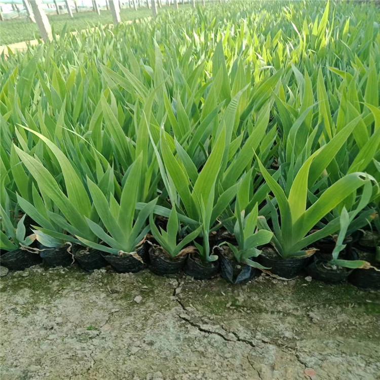 鸢尾草花批发 鸢尾园林景区绿化工程-双科花卉
