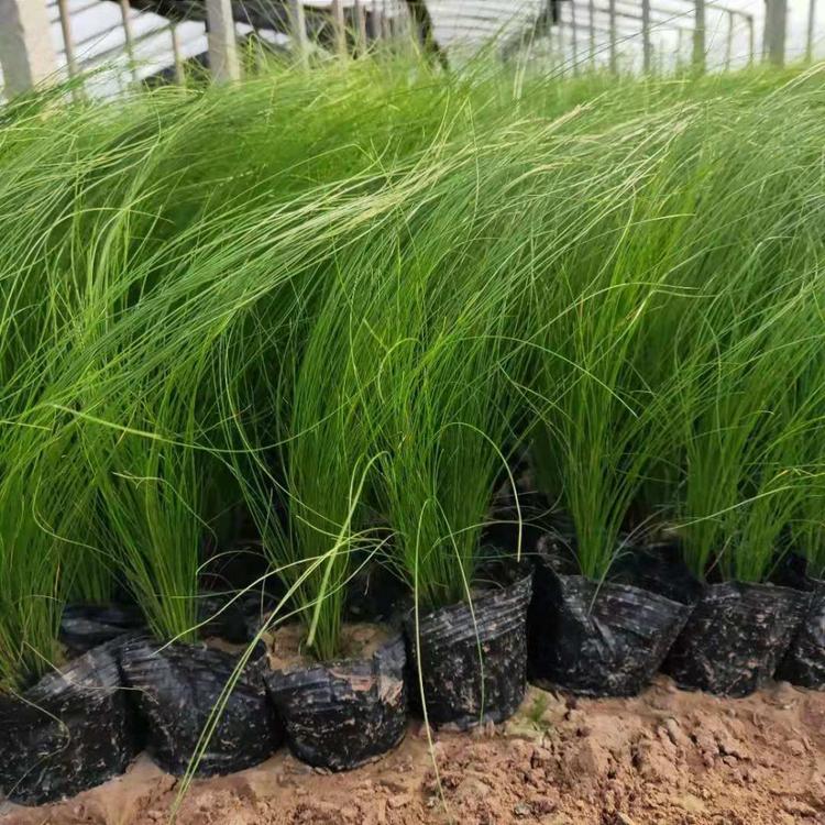 细茎针茅价格 细茎针茅小苗 青州宿根花卉批发直销 量大优惠