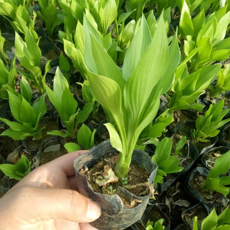 玉簪基地 紫花玉簪苗 玉簪价格 花卉苗木批发