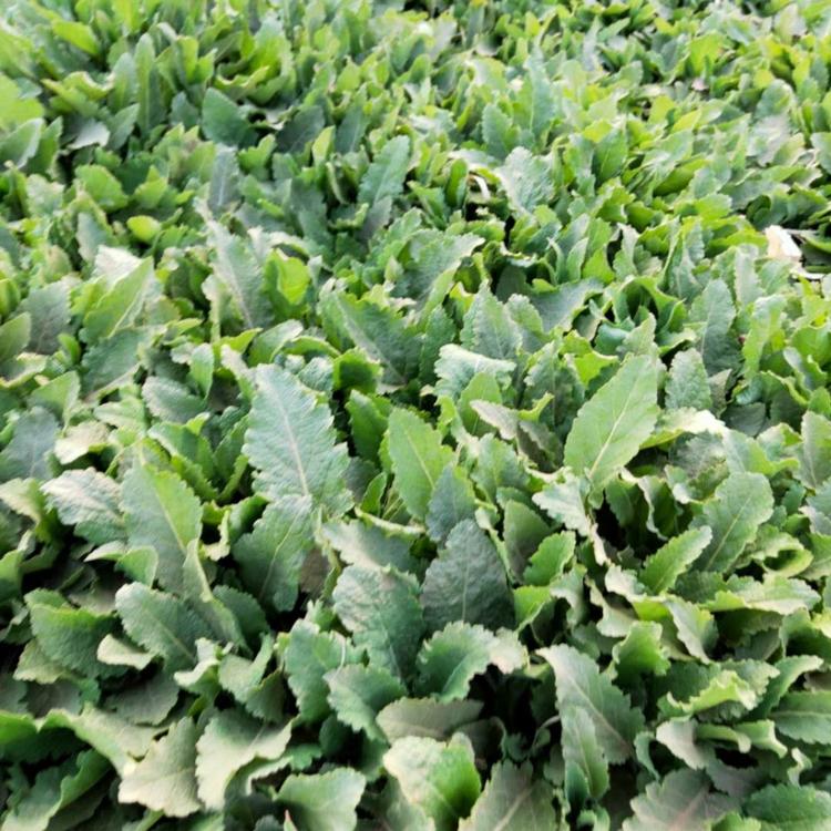 地被鼠尾草基地 宿根鼠尾草价格 量大优惠 宿根鼠尾草批发