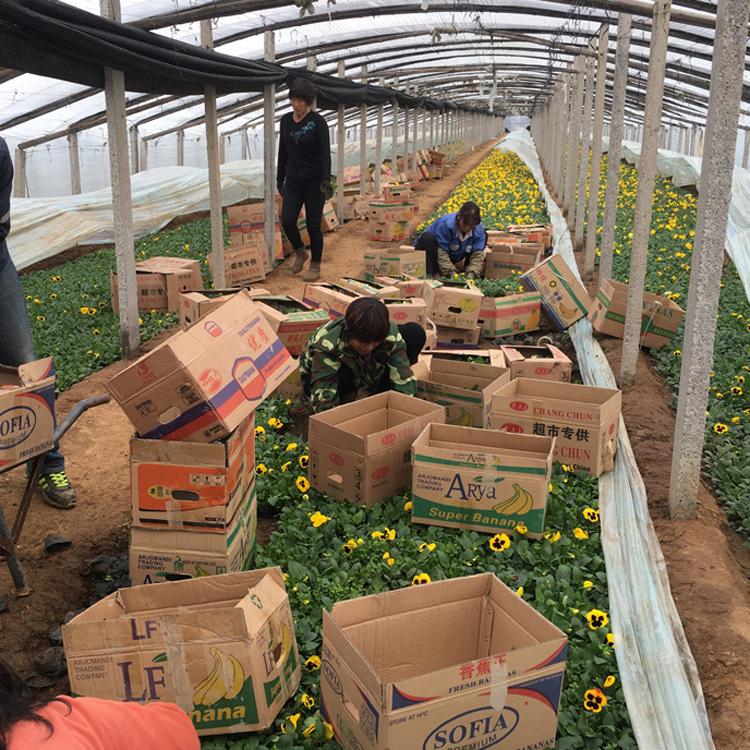 青州花卉基地供应三色堇盆栽 营养杯三色堇 盆栽花坛绿化专用堇花 盛诺园艺