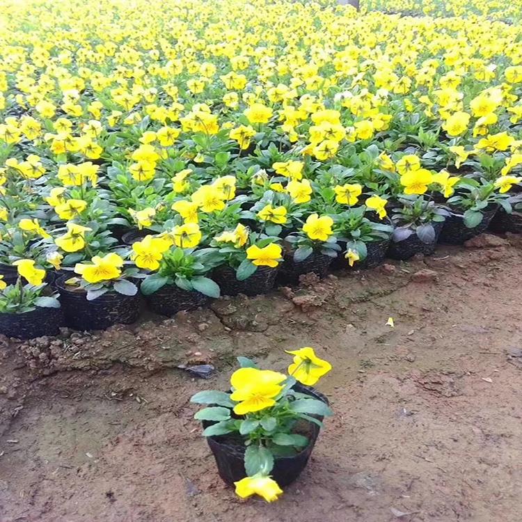 厂家种植批发三色堇 冬季抗冻草花 现货销售重瓣三色堇 三色堇价格 盛诺园艺