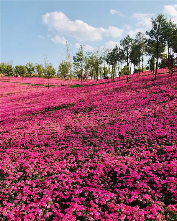 美女樱培育基地 美女樱价格 华硕花卉