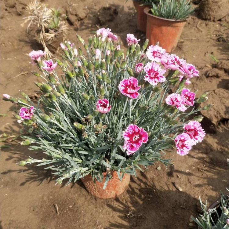 欧石竹基地直供 青州欧石竹价格 欧石竹种植基地  华硕花卉