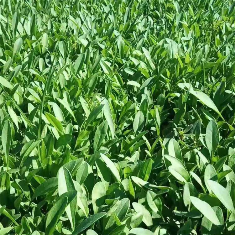 基地供应 青州金鸡菊 种植基地