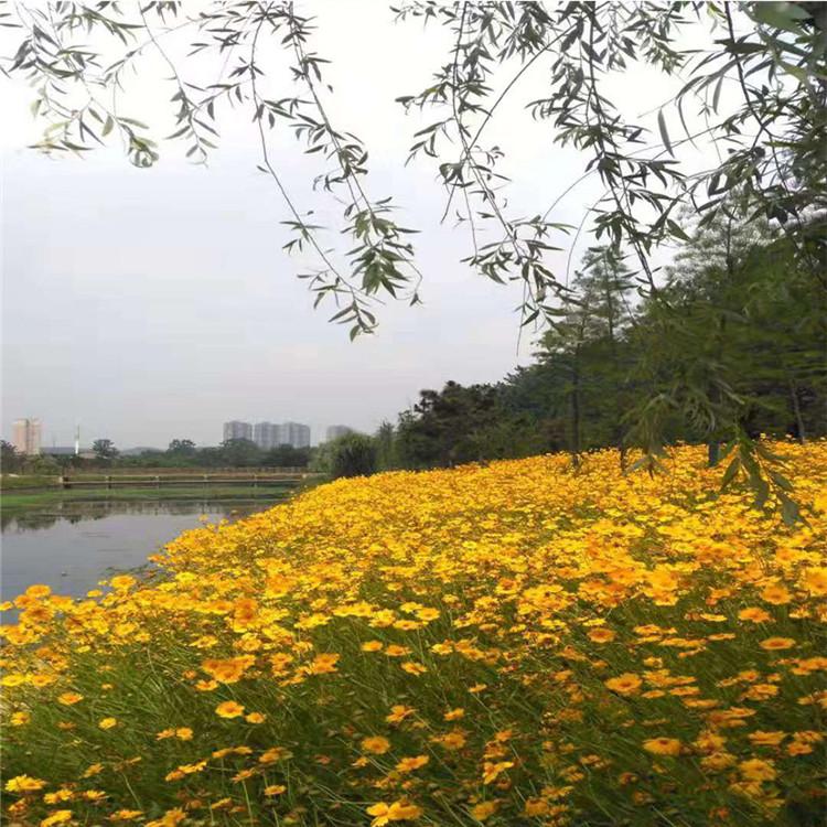 基地供应 青州金鸡菊小苗 供应