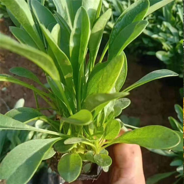 金鸡菊 金鸡菊批发 大量批发