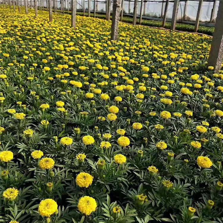 孔雀草种植培育 基地供应 青州孔雀草小苗