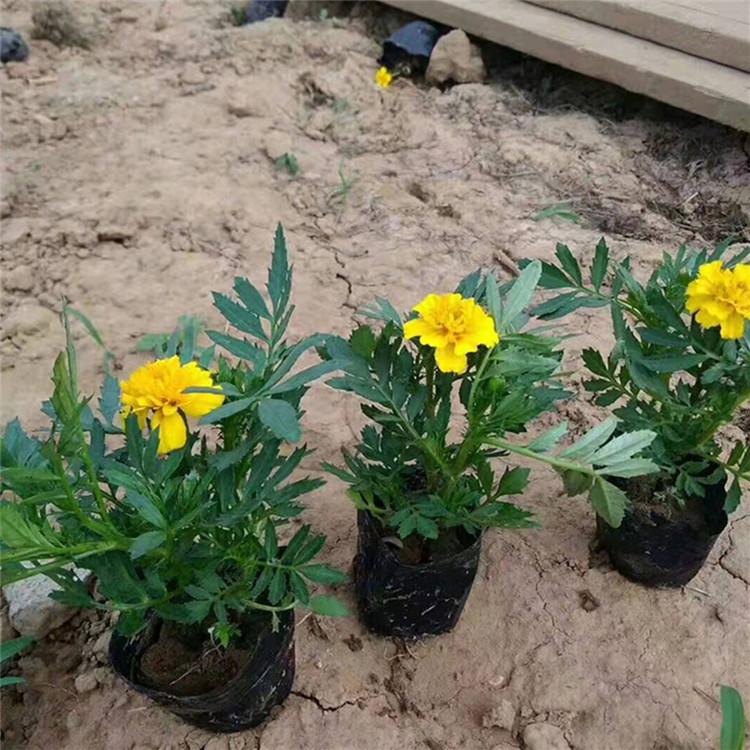 大量批发 孔雀草小苗 山东孔雀草批发