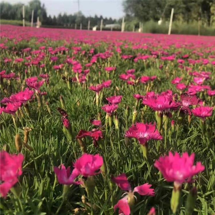 欧石竹种植基地 青州欧石竹 基地供应