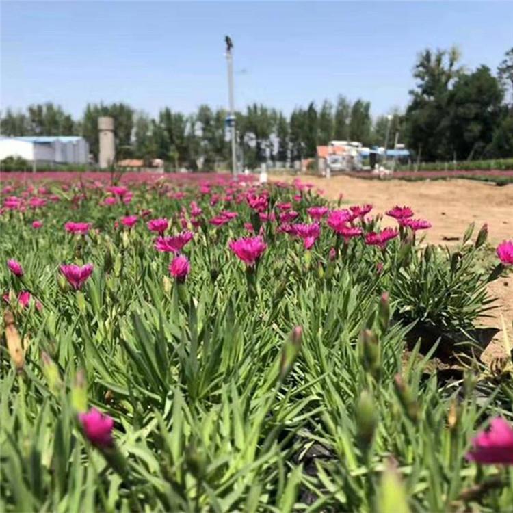 产地直供 青州欧石竹杯苗 欧石竹杯苗基地