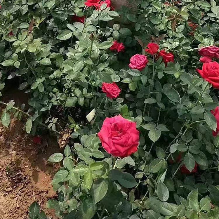 大花月季苗 采购基地 山东大花月季苗批发
