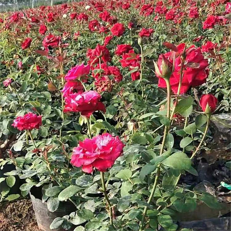 大花月季苗 价格实惠 山东大花月季苗种植基地