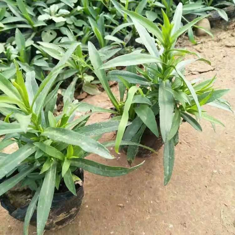 假龙头价格