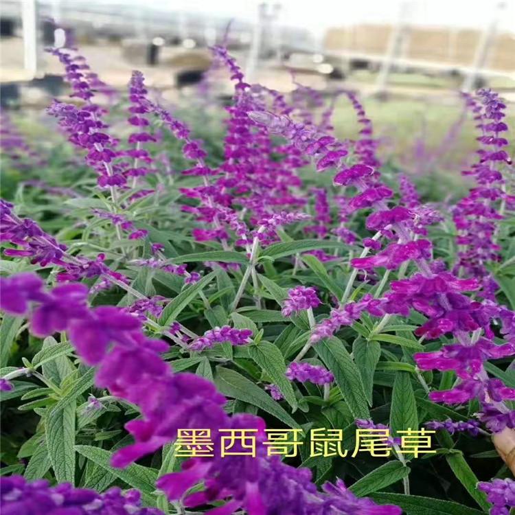 鼠尾草花海报价江瑞园艺鼠尾草基地青州鼠尾草批发详情致电