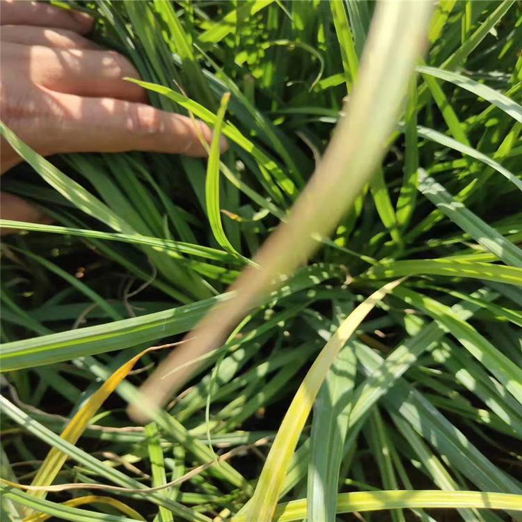 哪里有崂峪苔草崂峪苔草批发青州崂峪苔草小苗基地