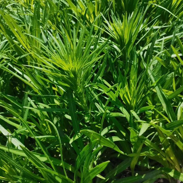 蛇鞭菊低价供应  青州蛇鞭菊基地直销  价格