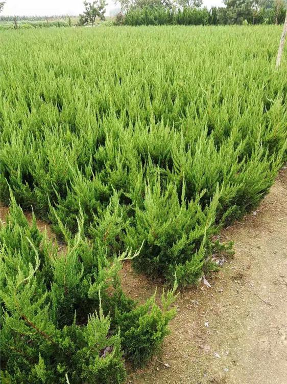 华硕花卉基地现货出售盆栽小龙柏北方龙柏苗嫁接龙柏苗工程用苗龙柏球