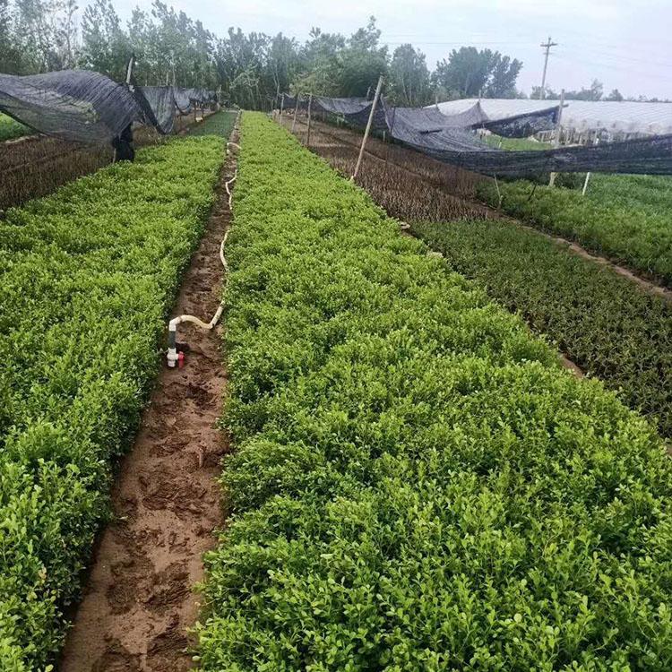 黄杨 基地直销黄杨小苗 30公分黄杨批发 量大优惠