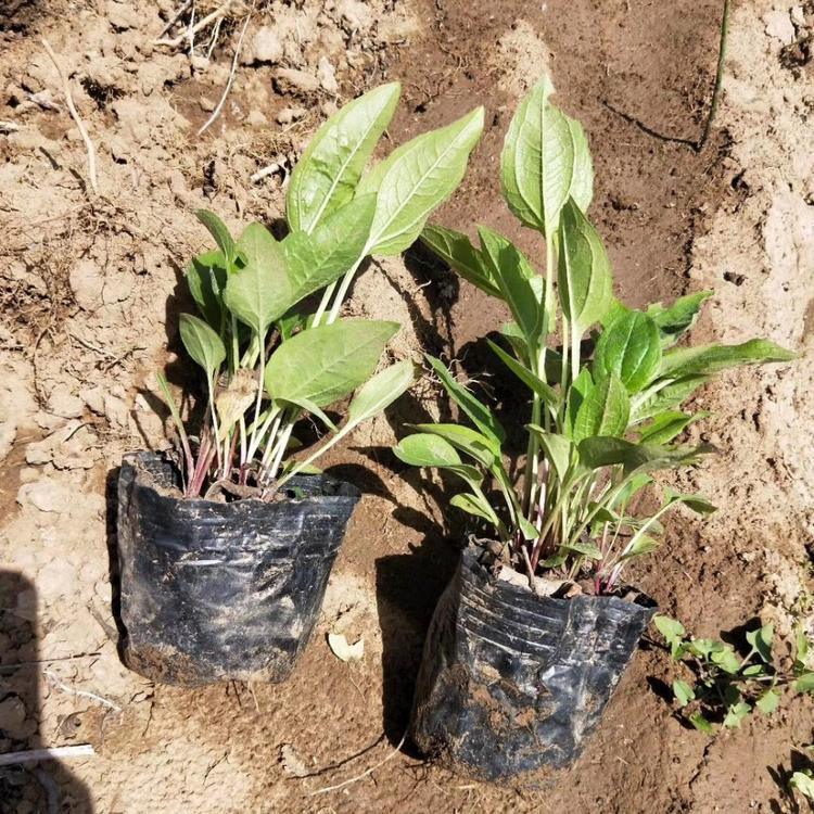 松果菊价格  青州松果菊   松果菊基地