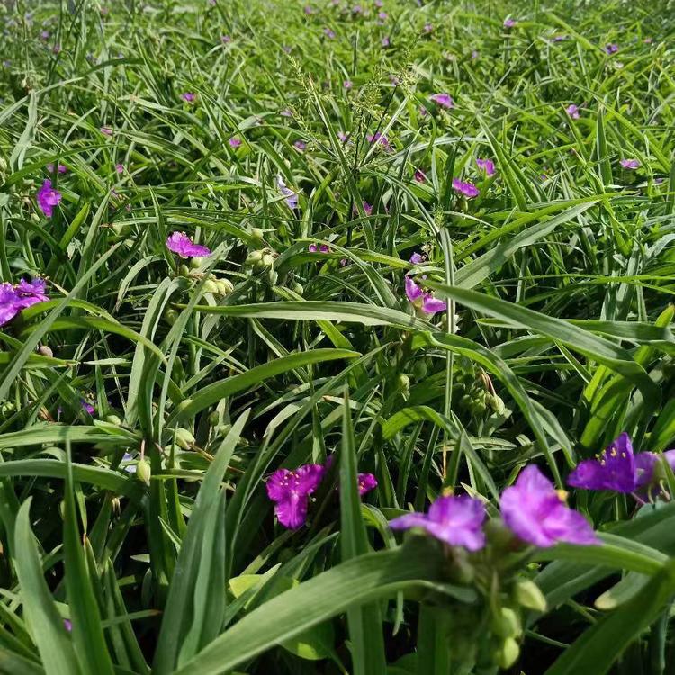紫露草报价 紫露草批发紫鸭趾草供应山东紫叶草草花基地直销