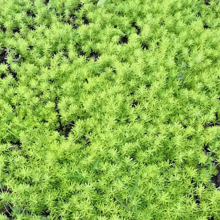 佛甲草 金叶佛甲草  佛甲草种植基地