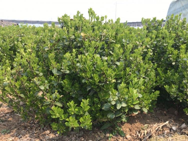 卫矛球价格   青州卫矛球种植基地   卫矛球直销