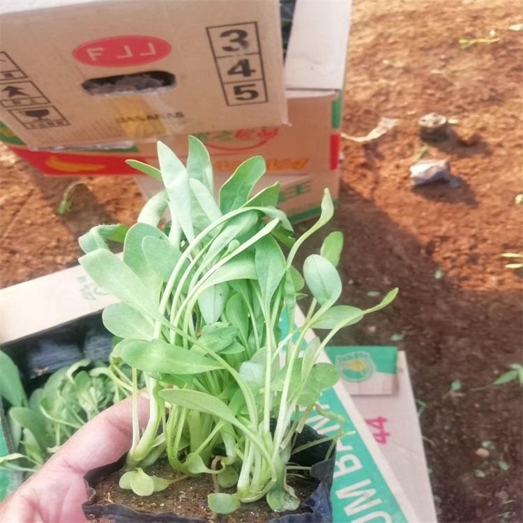 山东金鸡菊草花基地金鸡菊工程用苗四季草花现货供应