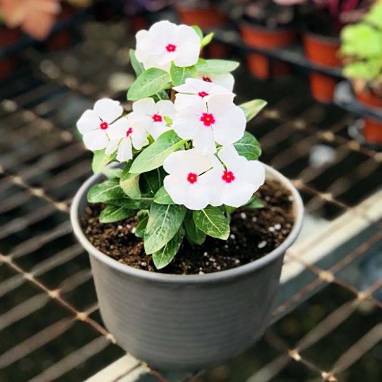 草花苗木种植基地大量现货出售 天天开 长春花 多色供应