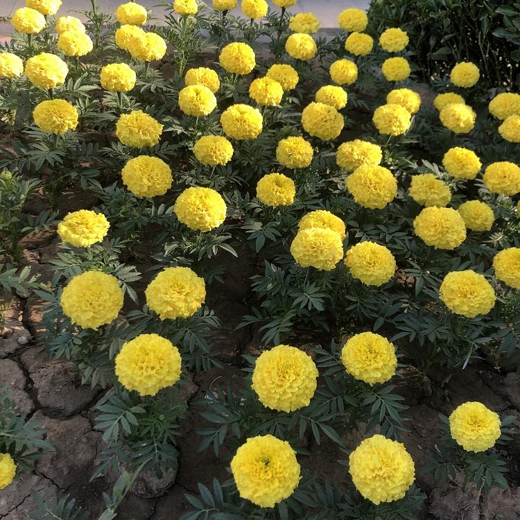基地大量供应孔雀草 孔雀草小苗 孔雀草报价