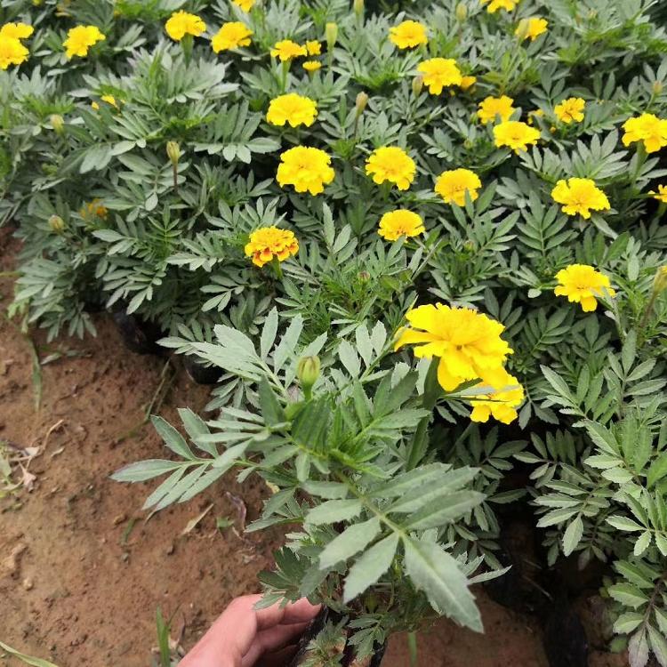 孔雀草小苗直供 绿化用苗 孔雀草价格