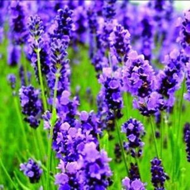 基地大量供应薰衣草 薰衣草供应商 薰衣草花海  薰衣草报价