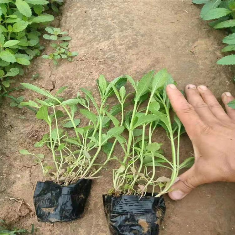 柳叶马鞭草价格青州马鞭草基地详情欢迎致电江瑞园艺