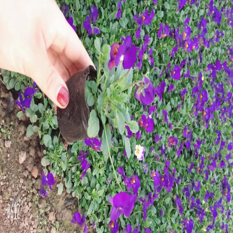 山东青州花卉市场直销三色堇 三色堇基地 盛诺园艺