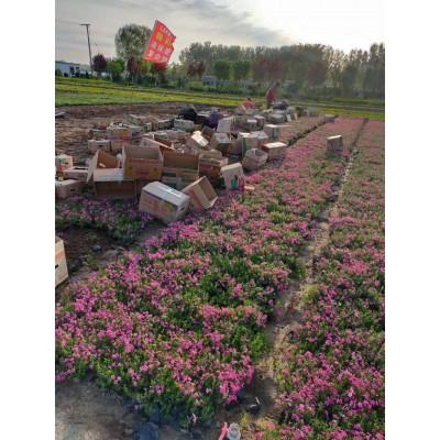 芝樱 芝樱基地 芝樱价格 芝樱花海