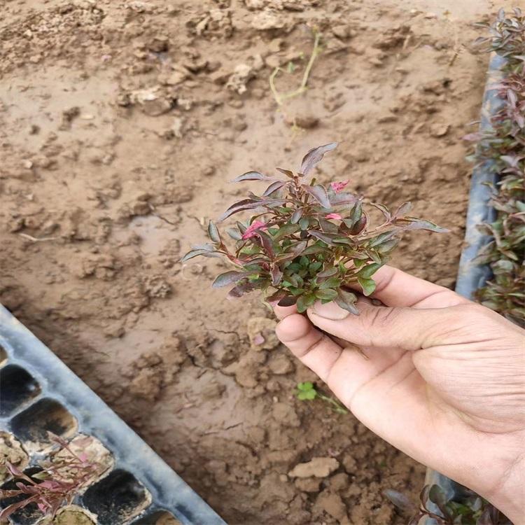 江瑞园艺批发五色草五色草室内装饰五色草穴盘苗基地欢迎致电咨询