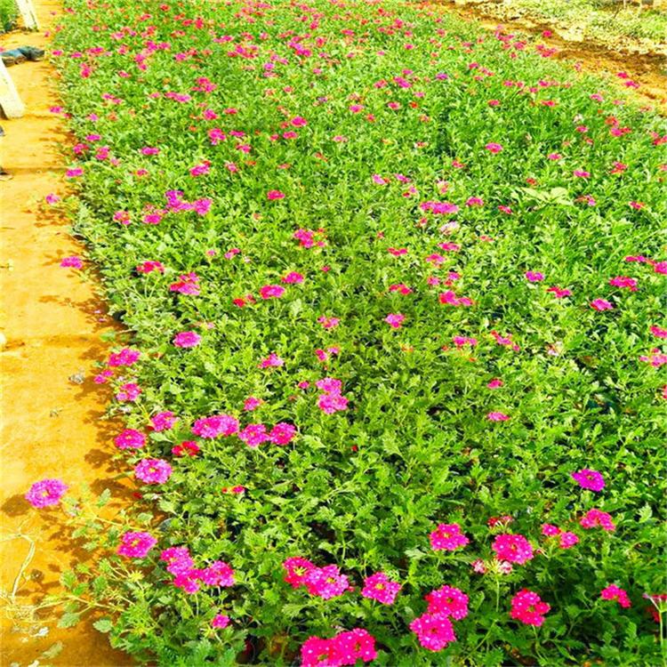 美女樱市场基地 美女樱时令草花-承玉花卉
