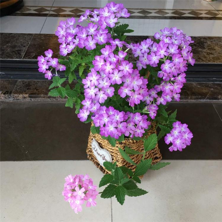 美女樱价格    四季草花基地供应美女樱苗